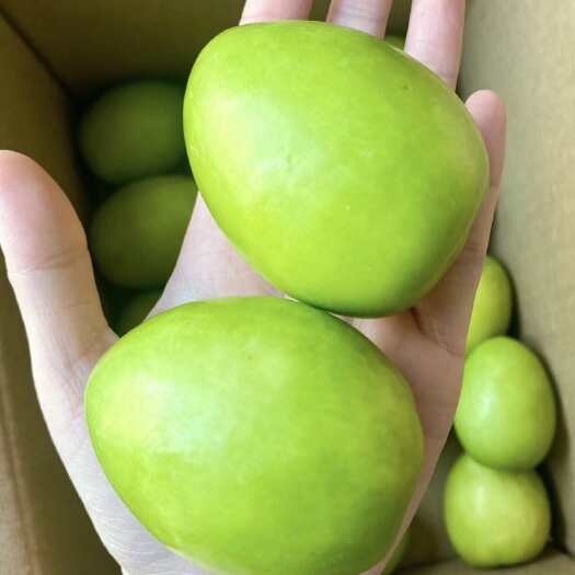 景洪市西双版纳牛奶枣，现摘现发！欢迎实地考察交流