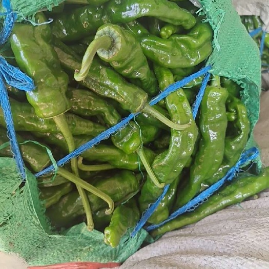 兰陵县高品质山东临沂兰陵皱皮椒新鲜蔬菜辣椒批发