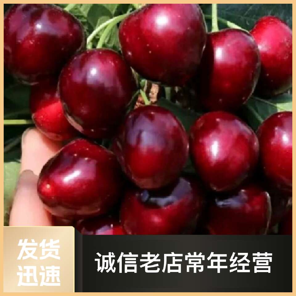 红灯笼车厘子大樱桃苗,基地培育自产自销,品种保证,质量可靠。