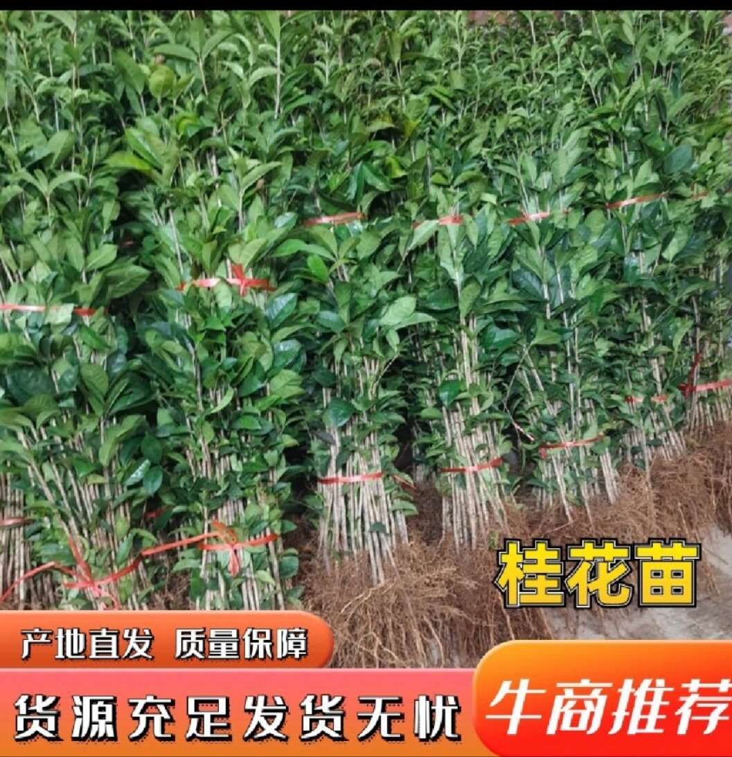 桂花苗,品种保证,一手货源,自产自销,保湿发货,质量保证