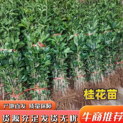 桂花苗，品种保证，一手货源，自产自销，保湿发货，质量保证