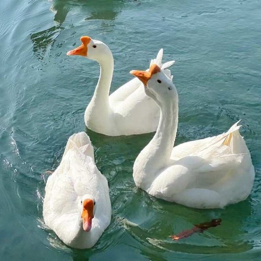 海口灰鹅苗 白鹅苗 三花鹅苗 马岗鹅苗 狮头鹅苗  脱温鹅苗
