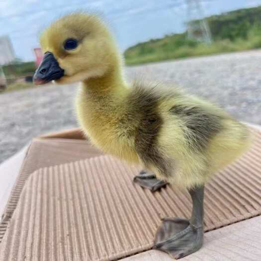 广州灰鹅苗 白鹅苗 三花鹅苗 马岗鹅苗 狮头鹅苗  脱温鹅苗