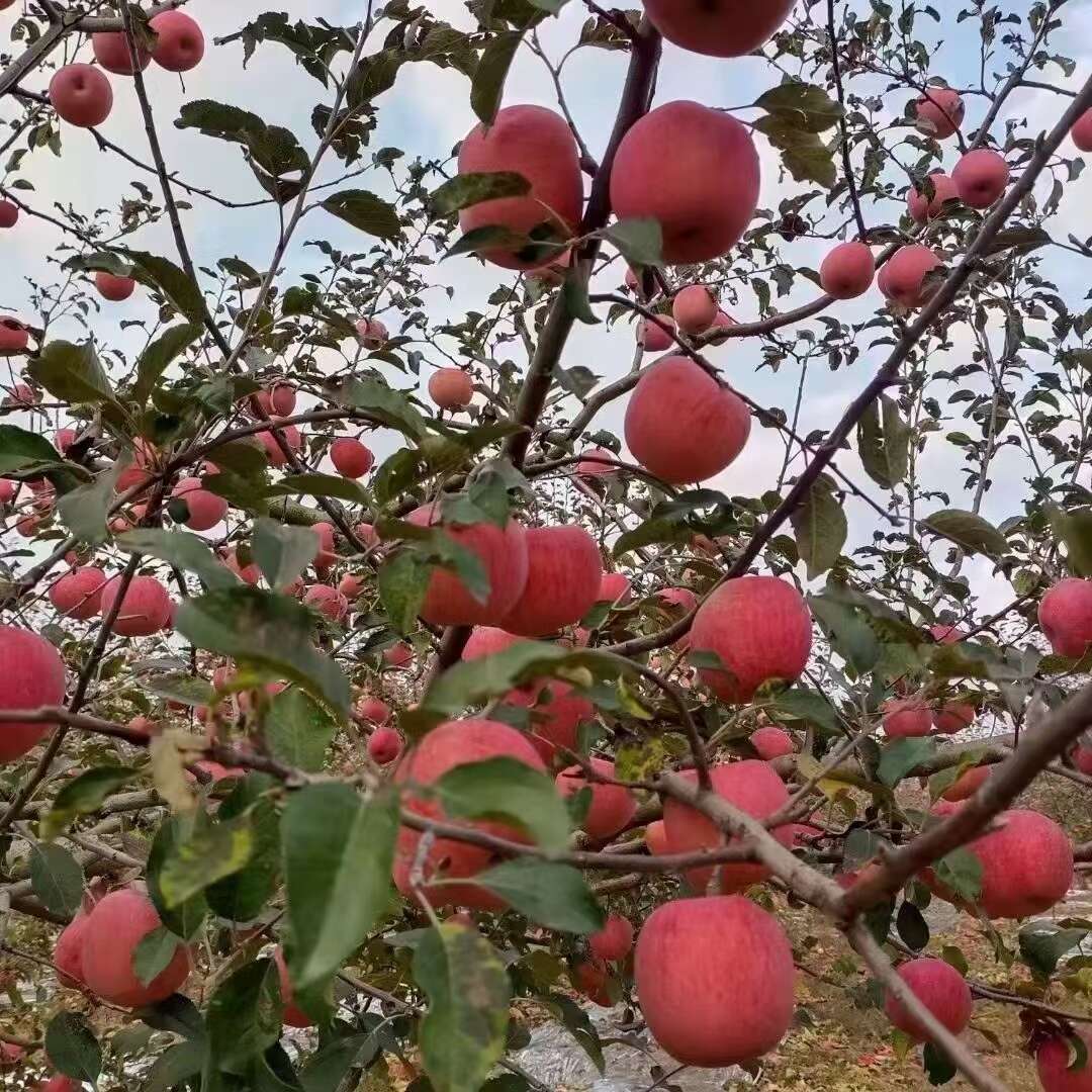 高原紅富士蘋果