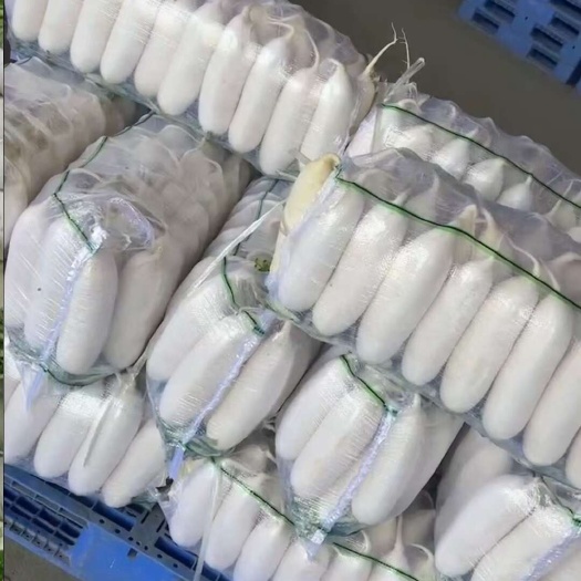 沙洋县优质精品白萝卜大量供应，代发全国