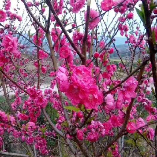 汝城县观赏绿叶桃花苗（又叫碧桃）基地销售各种水果和绿化苗。