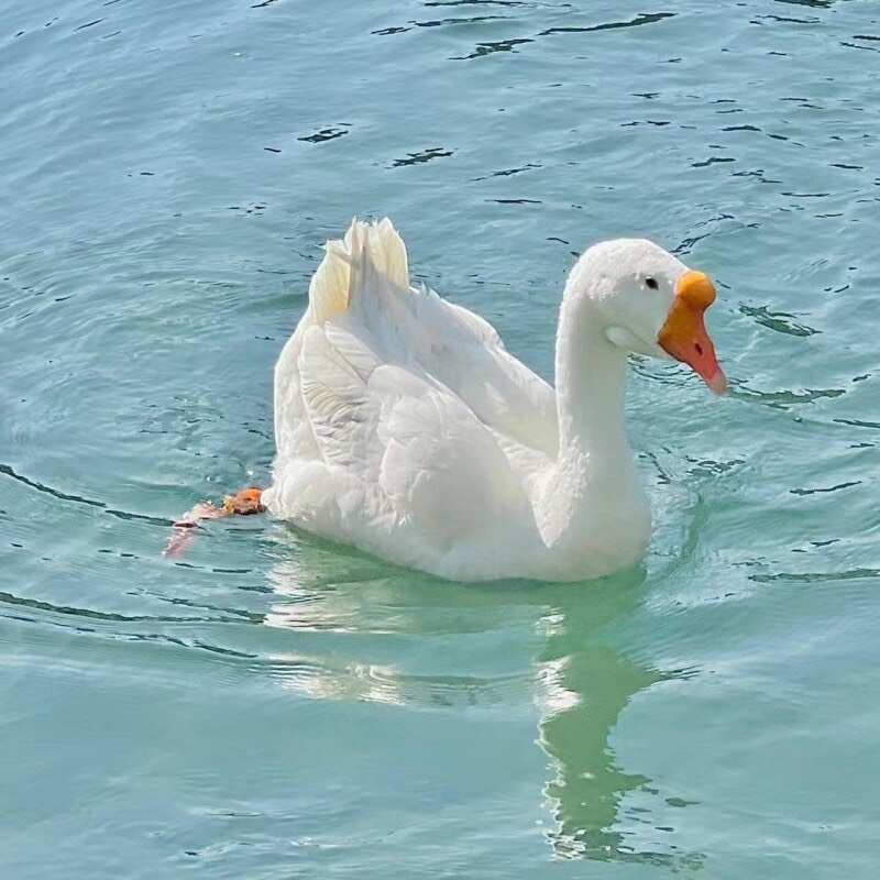  白鹅苗 灰鹅苗 三花鹅苗 马岗鹅苗 狮头鹅苗  脱温鹅苗