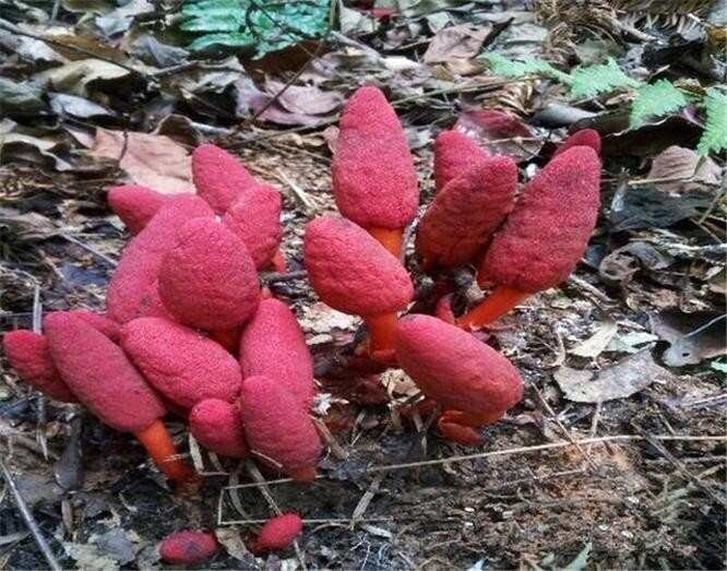 西乡县回春草