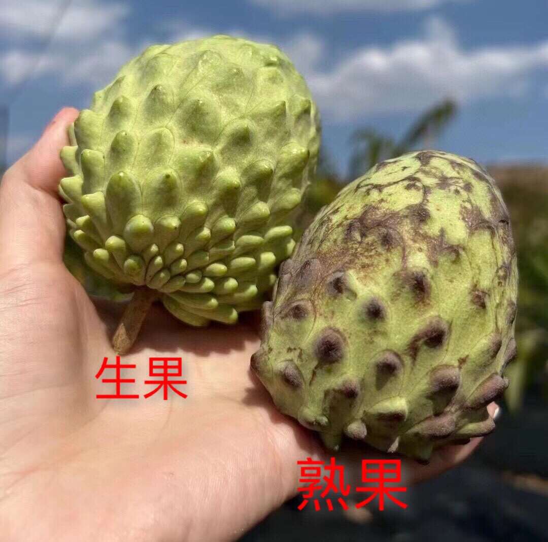 一件代发货/批发礼盒云南牛奶凤梨释迦果精选老树果口感绵密香甜