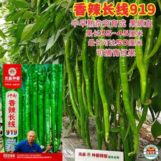 沭阳县种都香辣长线919辣椒种子 长线椒种子