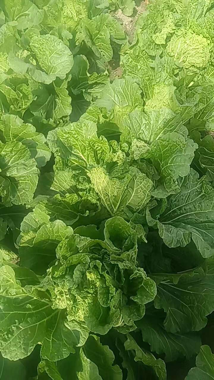 冬储秋王大白菜