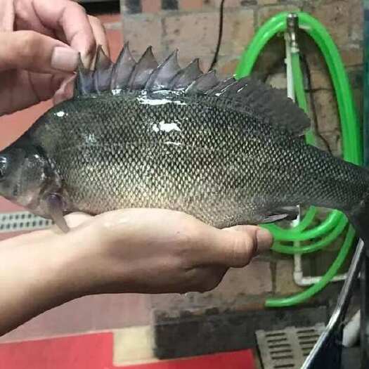 博罗县澳洲银鲈鱼苗