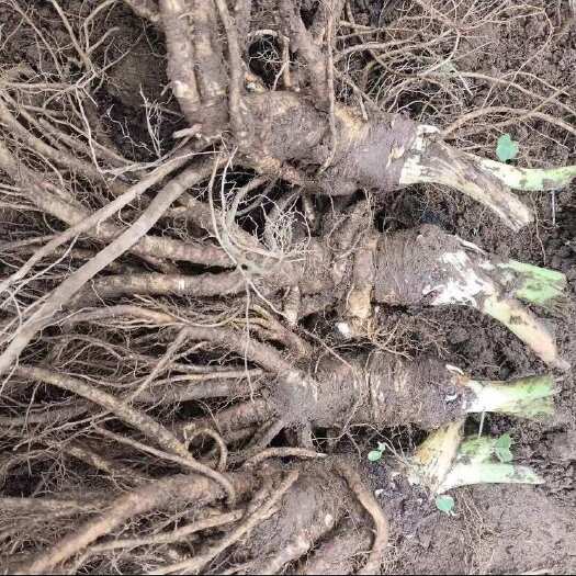 甘洛县￼￼现挖现卖当归￼新鲜