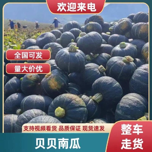昌乐县贝贝南瓜麻籽高桩肉厚空腔小粉糯香甜产地直发自有基地种植