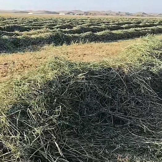 甘肃大量燕麦草大量上市欢迎各大厂商来谈+V: dddlea
