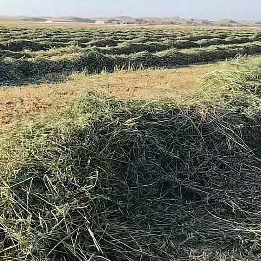 山丹县甘肃大量燕麦草大量上市欢迎各大厂商来谈+V: dddlea