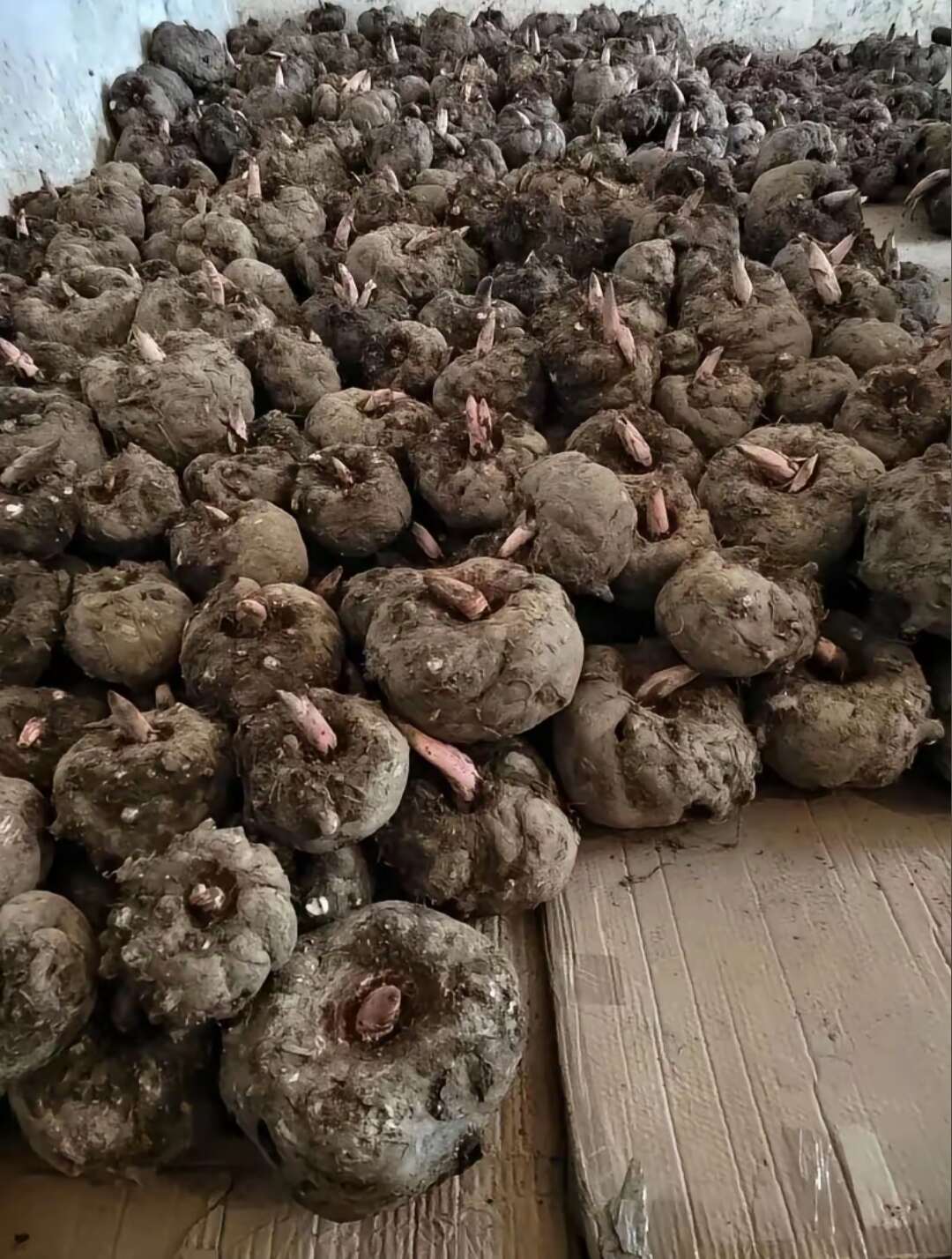 贵州毕节市新鲜花魔芋天然健康食材直供