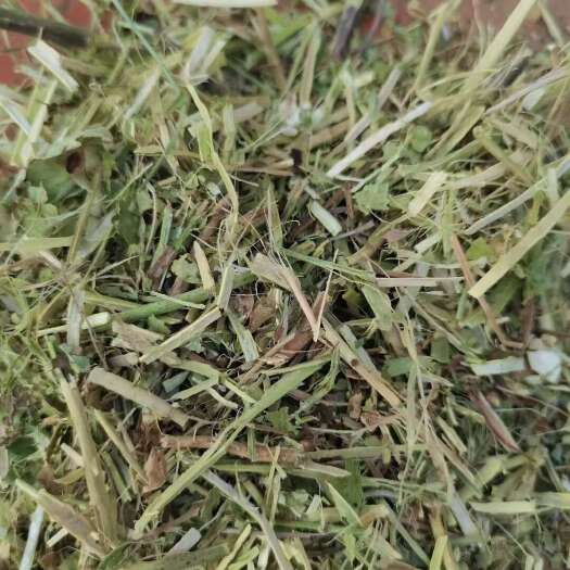 上蔡县纯绿花生秧价格优惠