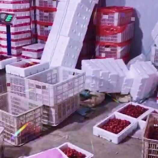 商河县新鲜贝贝圣女果 直发自山东济南 商河产地直销