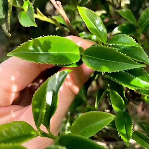 潮州凤凰单丛茶 金秋锯朵仔
