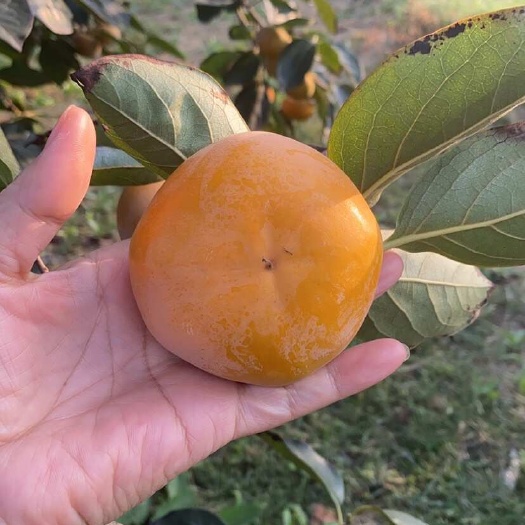泾阳县阳丰甜柿