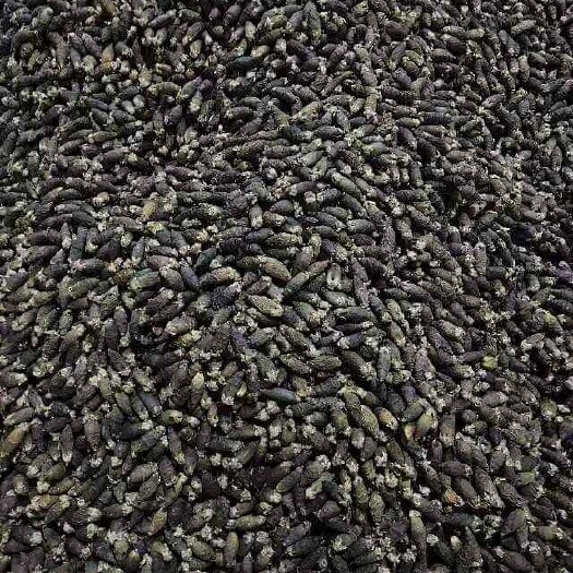 批发供应缅甸槟榔
