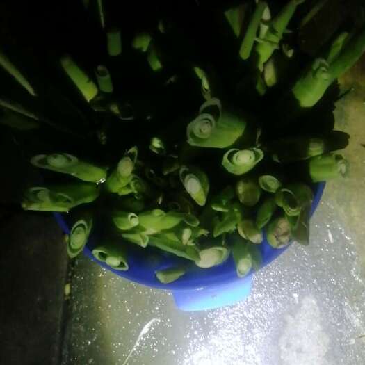 上饶茭白