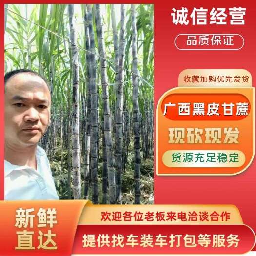龙州县广西博白县新鲜甘蔗甜脆可口批发零售