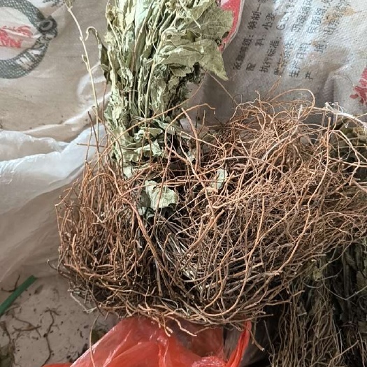 沂蒙山区的优质资源白薇