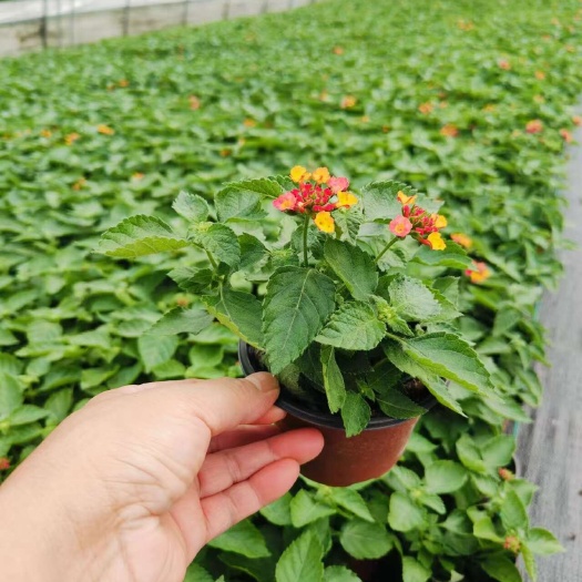 嘉善县120杯五色梅