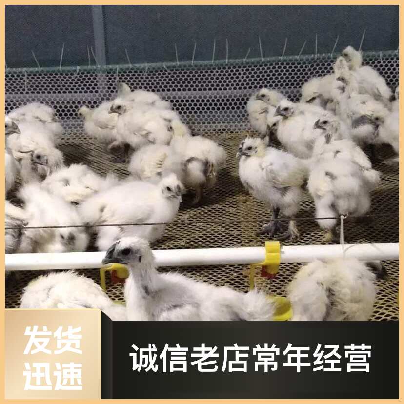 纯种一斤半斤左右乌鸡苗乌鸡活苗乌骨鸡活苗白凤泰和乌鸡脱温鸡