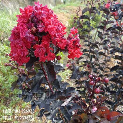 雅安紫叶（红叶，彩叶）红花紫薇，百日红，痒痒树，实物如图小苗