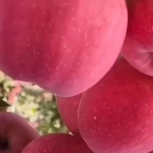 临沂众城一号苹果苗