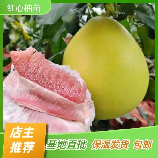 简阳市红心柚苗 蜜柚苗 黄金柚子苗 嫁接苗产地直销【批发】技术指导