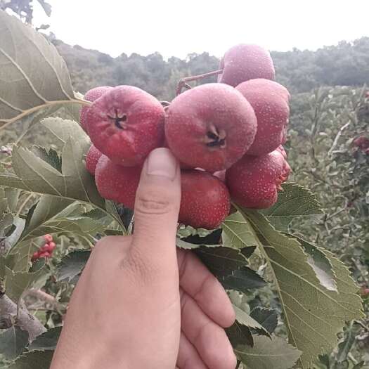 费县沂蒙山百万吨大金星大量上市