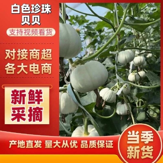 昌乐县珍珠翡翠奶油白贝贝南瓜粉糯香甜奶油的口感产地直发量大优惠一手