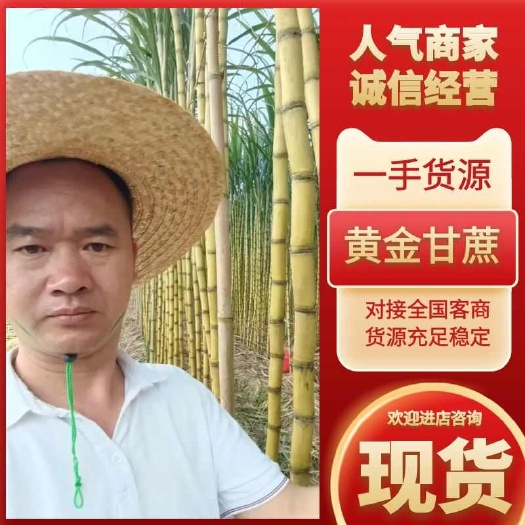黄金甘蔗,关节长,脆甜可口,水分足,价格实惠,欢迎选购