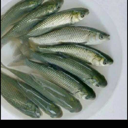 重庆市精品草鱼苗，品种多规格齐