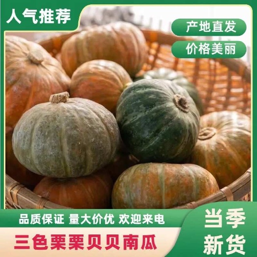 昌乐县三色栗栗南瓜产地直发量大优惠品质保证一手货源基地直供粉糯香甜