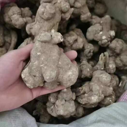 亳州白术
