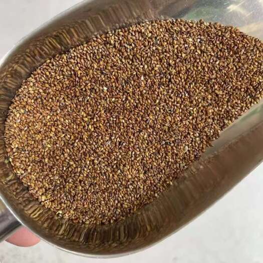 【人工净选】过风筛，优质夏枯草籽，高品质中药材种植