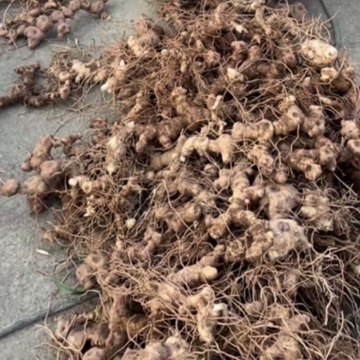 德江县黄精