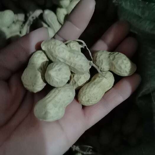 周口河南周口淮阳产干白沙花生批发零售