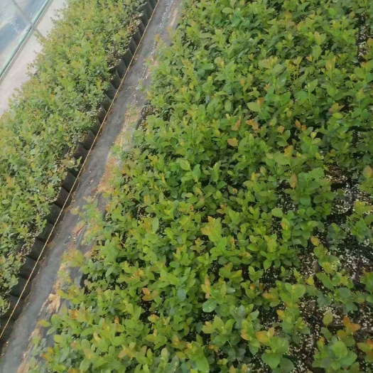昆明大量批发L11,L25,F6,优瑞卡等蓝莓苗
