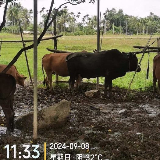 本地黄牛，一群，19只，带走14万，可论价，