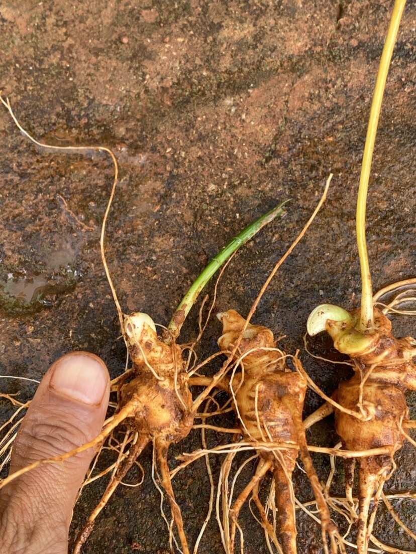 竹节参 三七 竹节人参