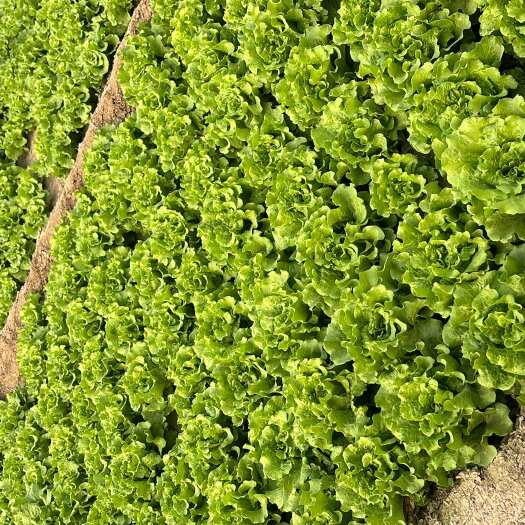 内黄县精品意大利生菜价格优惠