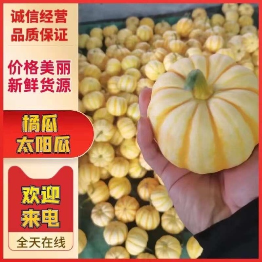 昌乐县黄色贝贝南瓜橘瓜桔瓜橘瓜黄金果太阳瓜基地种植产地直发一手货源