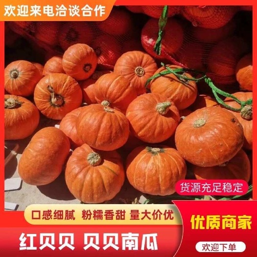 昌乐县红色贝贝南瓜金粉一号黄金小贝产地直发基地种植量大优惠一手货源