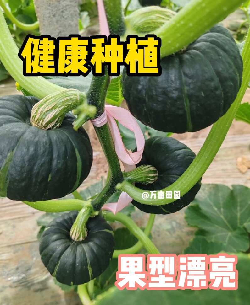 贝贝南瓜麻籽高桩肉厚空腔小粉糯香甜产地直发自有基地种植